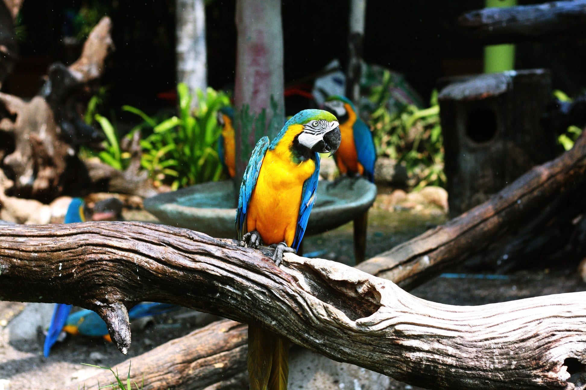 parrot on a branch